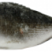 s_image_1_bbae8e.png