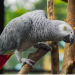African-Grey-Parrot.png