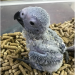 Rosie-female-African-Grey-For-Sale-300x300.png